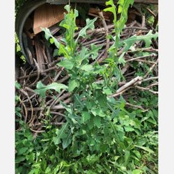 150 Wild Prickly Lettuce SEEDS Lactuca Serriola Medicinal *Pain//Withdraw FRESH