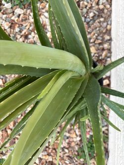 Aloe vera