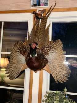 Ring-Necked Pheasant Taxidermy Wall Mount