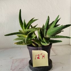 Various potted succulents