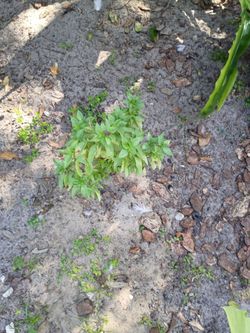 Thai basil