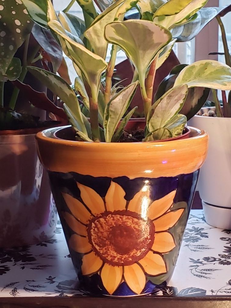 Sunflower Pot 6" And Plant