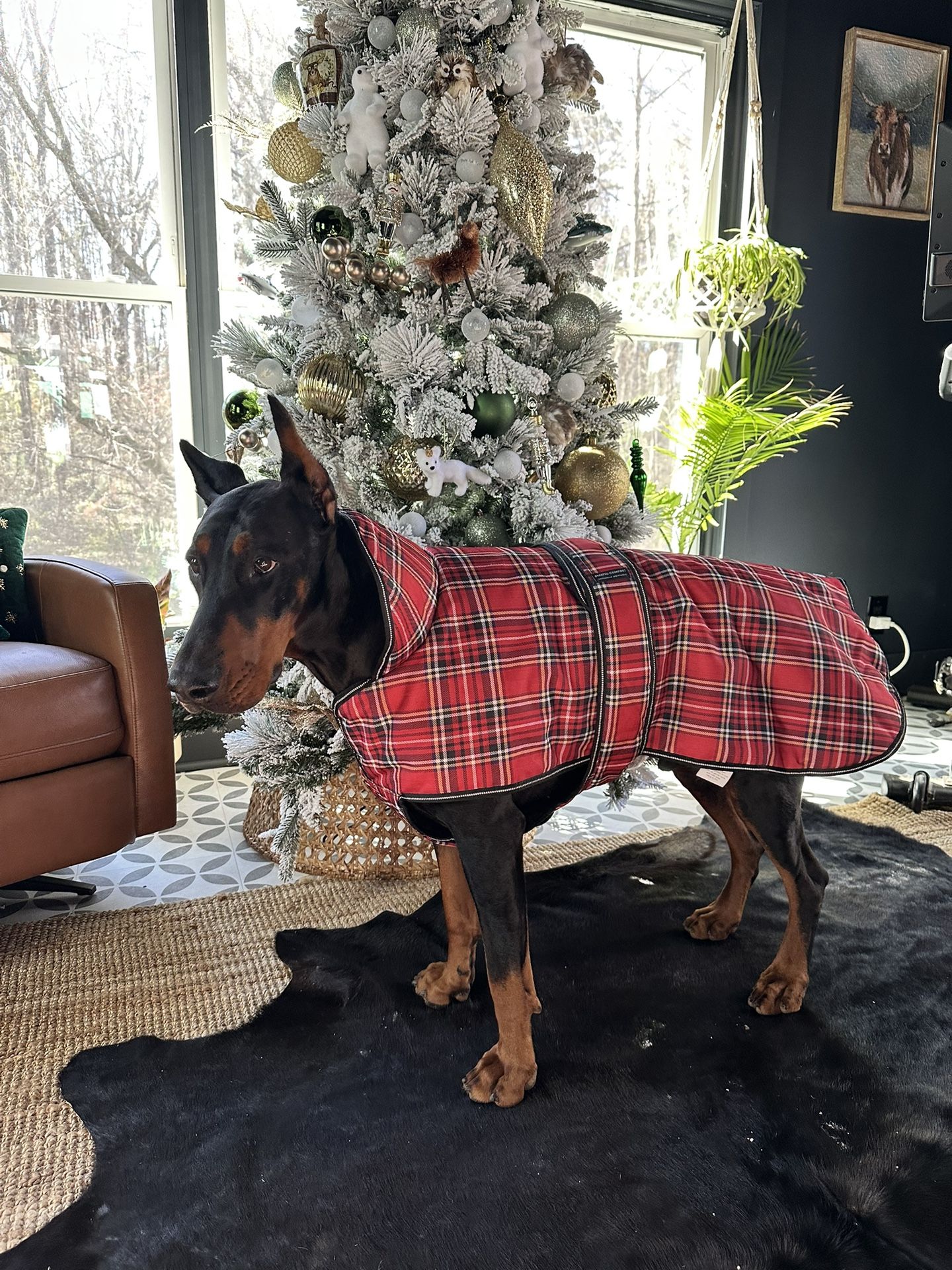 Christmas Dog Coat Size XXL