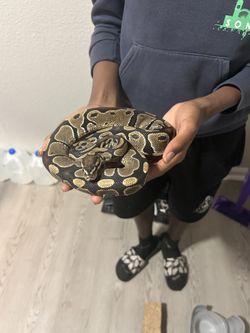 Ball python
