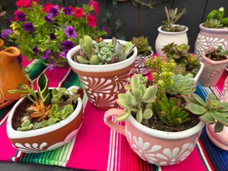 Succulent plant pots