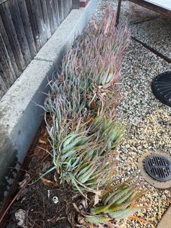 Aloe