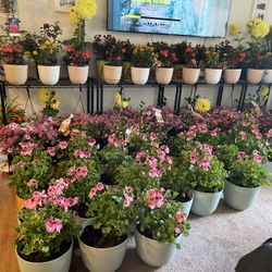 Various Potted Flowers And Other Plants With Racks & Free Delivery!