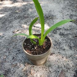 Brassia Maculata Orchid Plant.