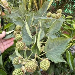 Blackberry Plant