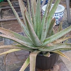 Aloe Plant - Large