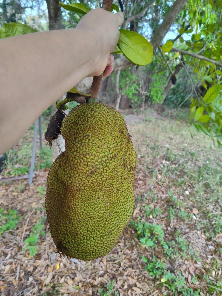Fresh Big Jackfruit 