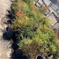 Plants 