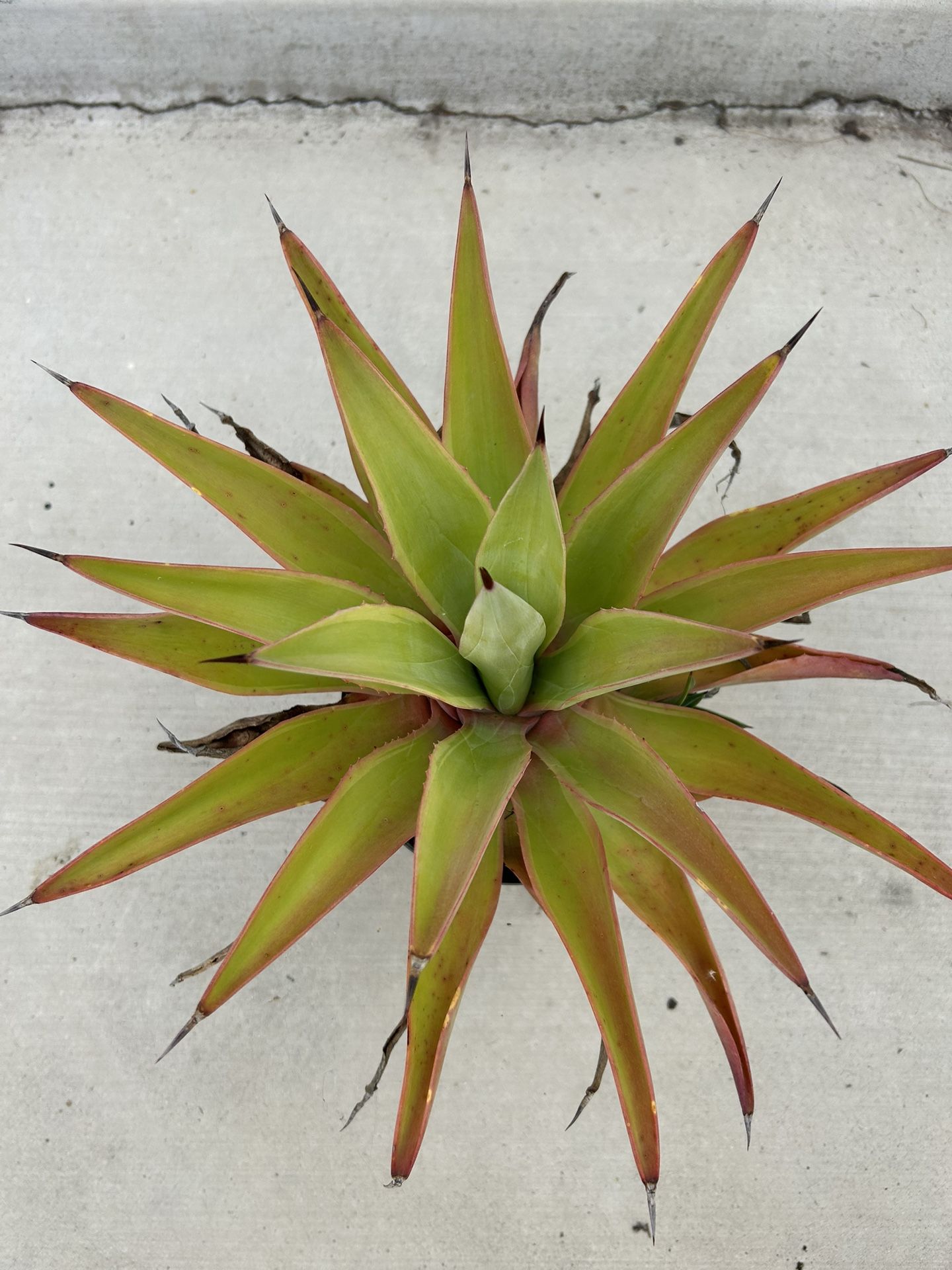 Agave Plant