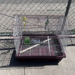 Bird Cage 