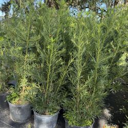Podocarpus