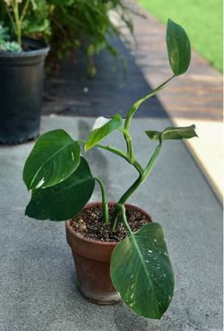 $10 Variegated shade house plant
