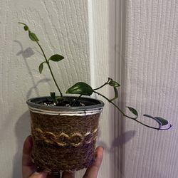 Lipstick Plant (Aeschynanthus) 