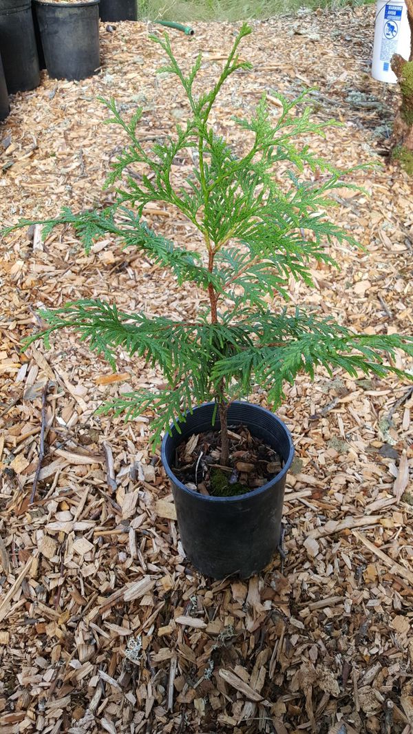 western red cedar trees - 1gal for sale in olympia, wa