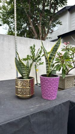 Snake plants