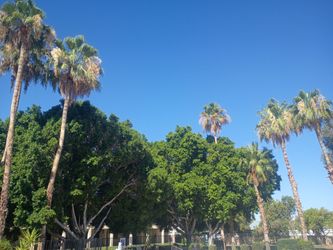 I need palm trees trimmed