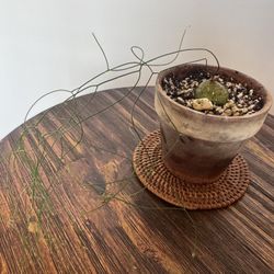 RARE Drimia Intricata 