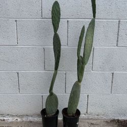 Very Healthy Organic 4 Ft Tall Opuntia Maxima Mill. Prickly Pear Cactus Plants $39 Each