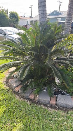 Palms