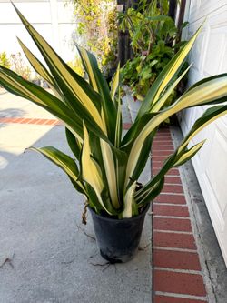 Variegated Sansevieria Live Plant in Pot $55