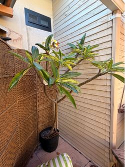 Plumeria tree 6.5 feet tall white/yellow flowers