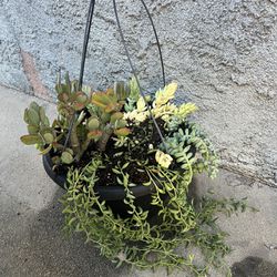 Indoor  Succulent Plant Holder