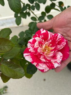 Rose plant in 5 gl.