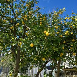 FRESH ORGANIC LEMONS!!