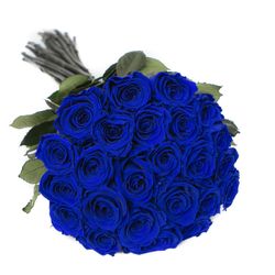 Blue Roses,rosas royal blue