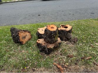 Free cherry wood.