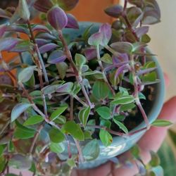 Plants