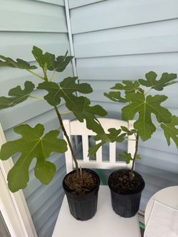 fig tree plants Olympian 2 y old
