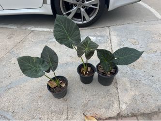 Elephant ear plant 10$ each