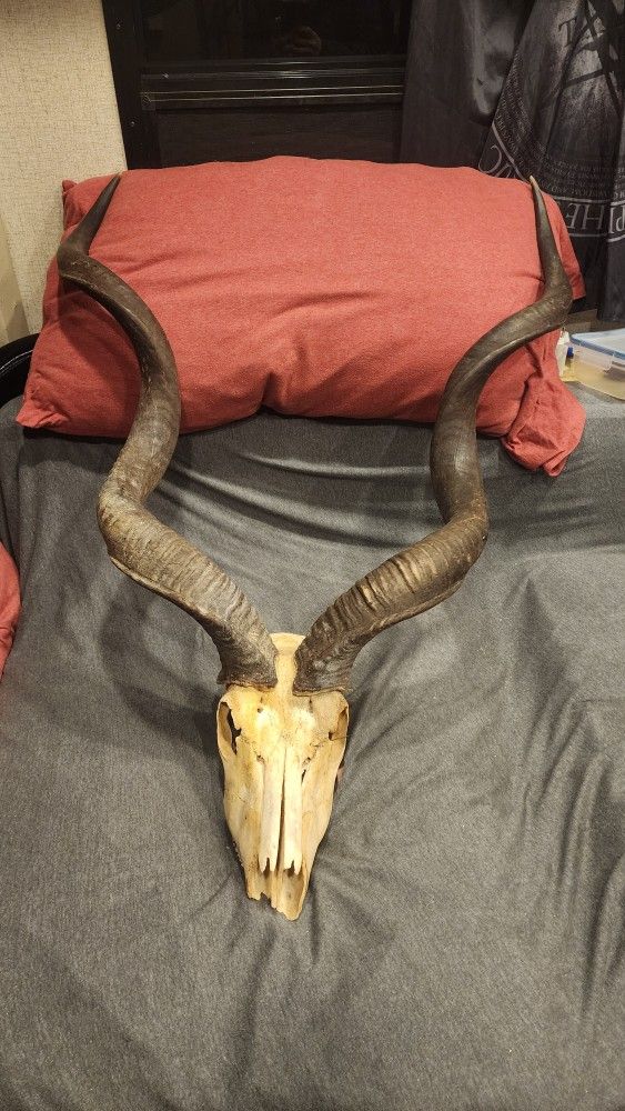Greater Kudu Skull
