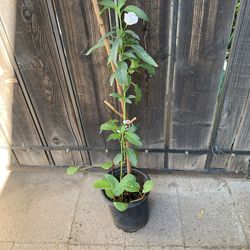 1 Gal Ruellia color blanco y Yerba de manzo