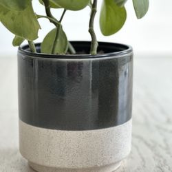 Planters Pots 
