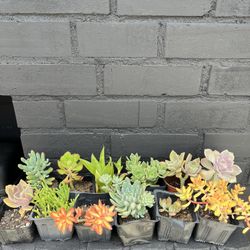 Succulents 