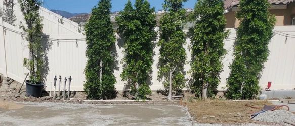 Privacy Trees for Sale $30 each