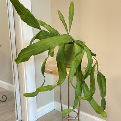 30" Homegrown Epiphyllum Oxypetalum Orchid Cactus - Queen Of The Night Cactus Plant Houseplant Succulent