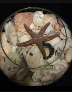 SEASHELL BUNDLE