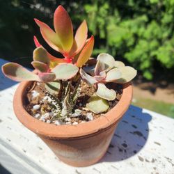 Succulent Arrangement