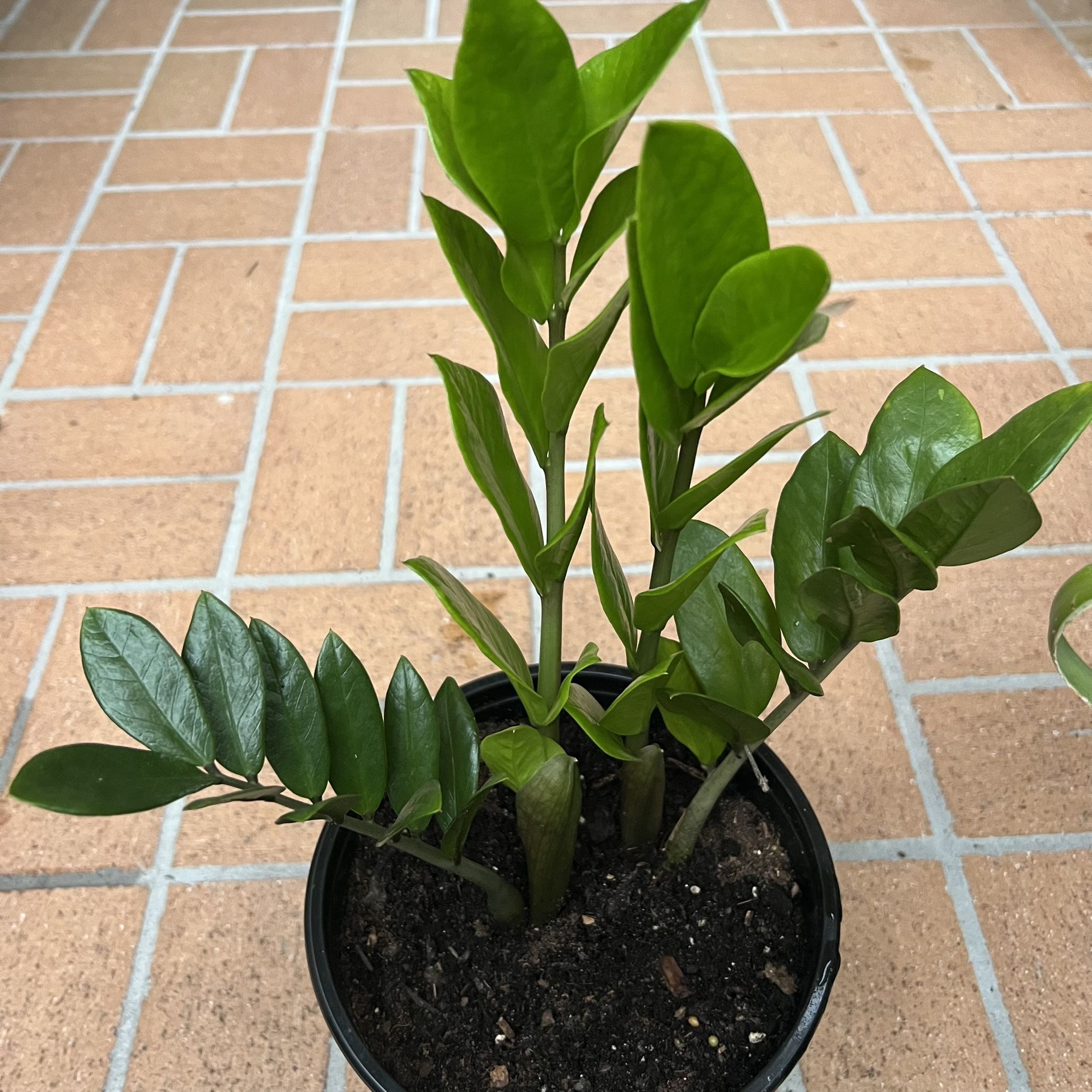 Zz (Zamioculcas zamiifolia) Plant 🪴