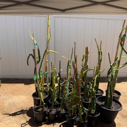 *DRAGON FRUIT TRIMMING IN POTS*