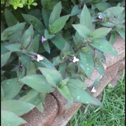 Purple Plant  ( SERIOUS BUYERS) CASH ONLY 