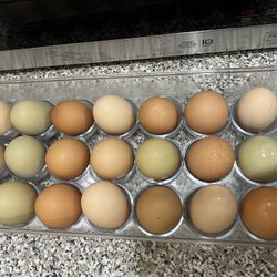 Organic Eggs