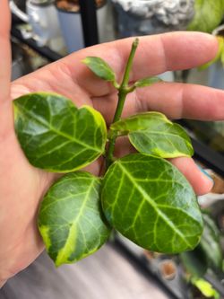 Variegated Hoya Obscura